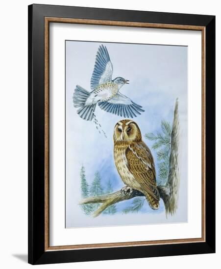 Fieldfare (Turdus Pilaris) Splashing its Droppings Against Tawny Owl (Stix Aluco) to Defend its Ter-null-Framed Premium Giclee Print