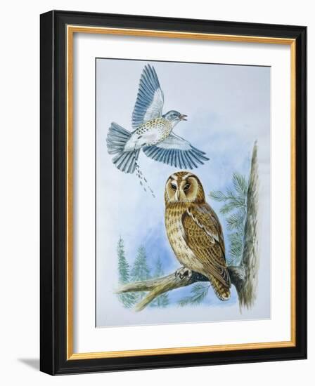 Fieldfare (Turdus Pilaris) Splashing its Droppings Against Tawny Owl (Stix Aluco) to Defend its Ter-null-Framed Premium Giclee Print