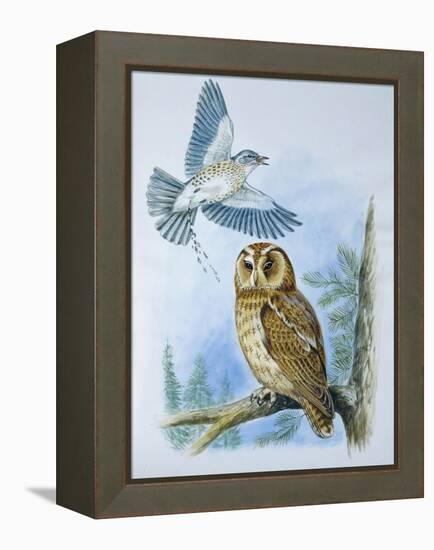 Fieldfare (Turdus Pilaris) Splashing its Droppings Against Tawny Owl (Stix Aluco) to Defend its Ter-null-Framed Premier Image Canvas