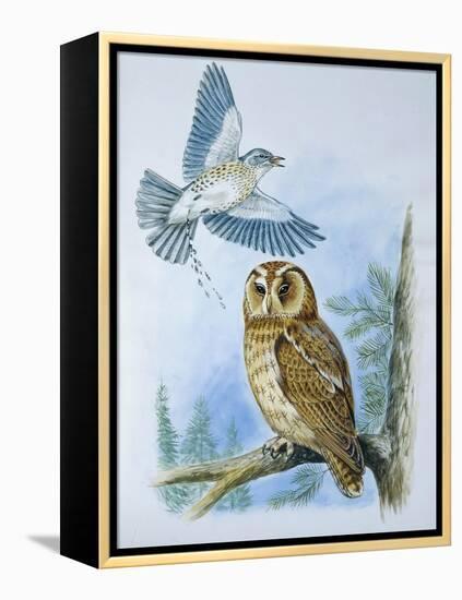 Fieldfare (Turdus Pilaris) Splashing its Droppings Against Tawny Owl (Stix Aluco) to Defend its Ter-null-Framed Premier Image Canvas