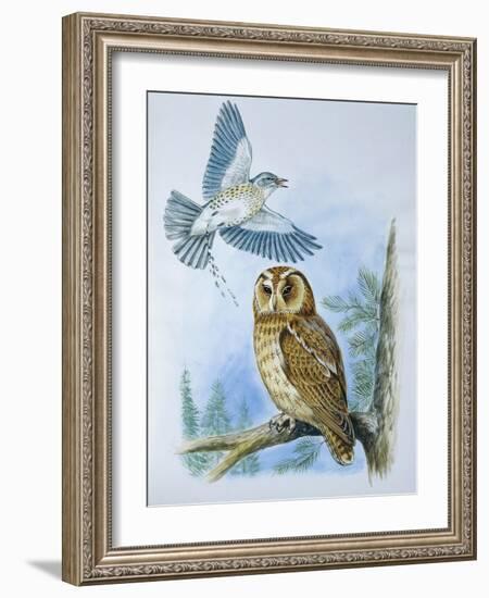 Fieldfare (Turdus Pilaris) Splashing its Droppings Against Tawny Owl (Stix Aluco) to Defend its Ter-null-Framed Giclee Print