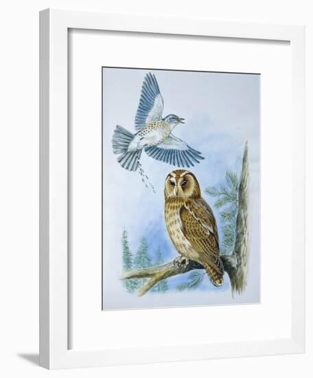 Fieldfare (Turdus Pilaris) Splashing its Droppings Against Tawny Owl (Stix Aluco) to Defend its Ter-null-Framed Giclee Print