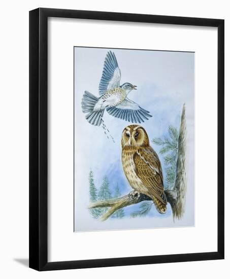 Fieldfare (Turdus Pilaris) Splashing its Droppings Against Tawny Owl (Stix Aluco) to Defend its Ter-null-Framed Giclee Print