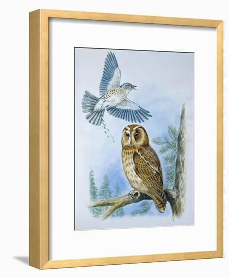 Fieldfare (Turdus Pilaris) Splashing its Droppings Against Tawny Owl (Stix Aluco) to Defend its Ter-null-Framed Giclee Print