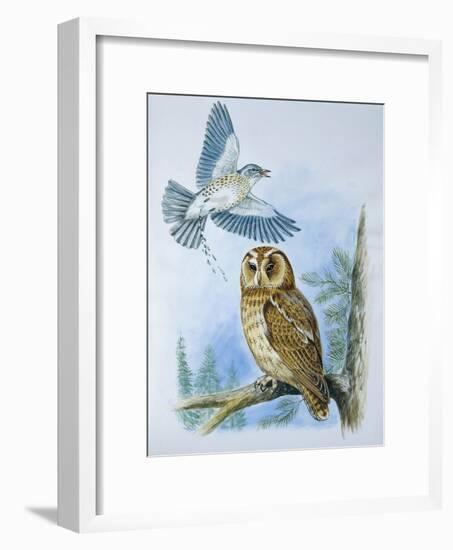 Fieldfare (Turdus Pilaris) Splashing its Droppings Against Tawny Owl (Stix Aluco) to Defend its Ter-null-Framed Giclee Print