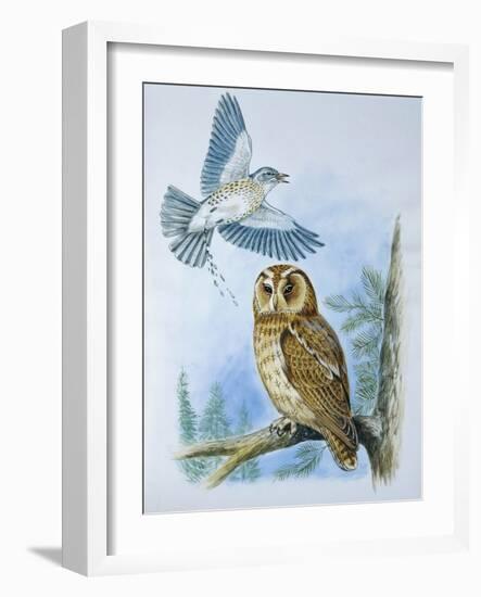 Fieldfare (Turdus Pilaris) Splashing its Droppings Against Tawny Owl (Stix Aluco) to Defend its Ter-null-Framed Giclee Print