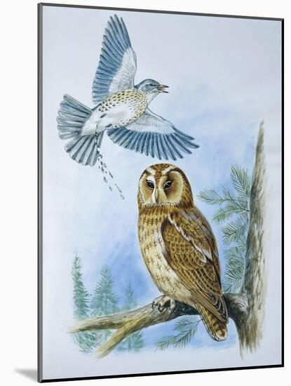 Fieldfare (Turdus Pilaris) Splashing its Droppings Against Tawny Owl (Stix Aluco) to Defend its Ter-null-Mounted Giclee Print