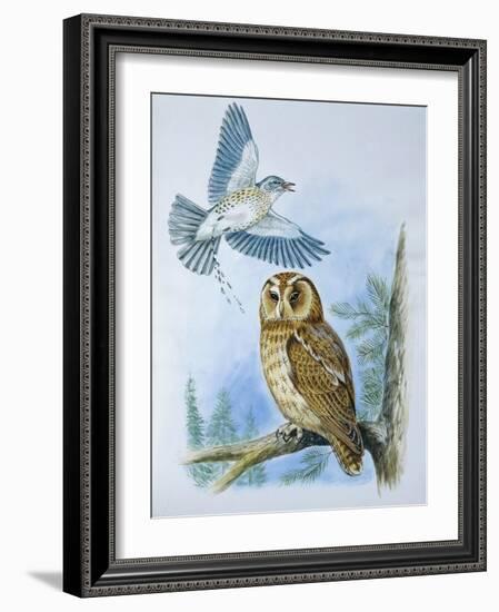 Fieldfare (Turdus Pilaris) Splashing its Droppings Against Tawny Owl (Stix Aluco) to Defend its Ter-null-Framed Giclee Print