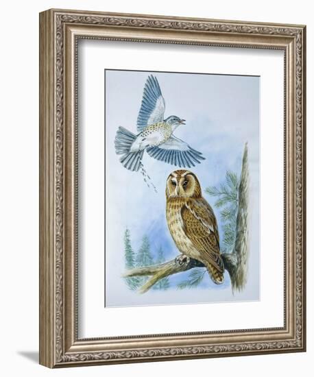 Fieldfare (Turdus Pilaris) Splashing its Droppings Against Tawny Owl (Stix Aluco) to Defend its Ter-null-Framed Giclee Print