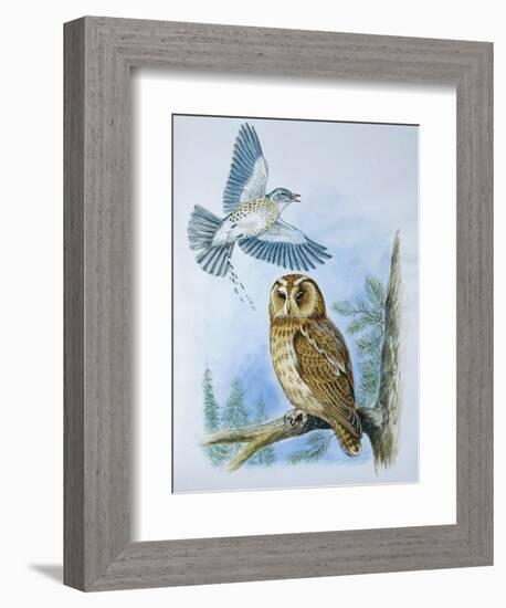 Fieldfare (Turdus Pilaris) Splashing its Droppings Against Tawny Owl (Stix Aluco) to Defend its Ter-null-Framed Giclee Print