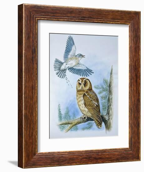 Fieldfare (Turdus Pilaris) Splashing its Droppings Against Tawny Owl (Stix Aluco) to Defend its Ter-null-Framed Giclee Print
