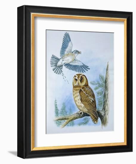 Fieldfare (Turdus Pilaris) Splashing its Droppings Against Tawny Owl (Stix Aluco) to Defend its Ter-null-Framed Giclee Print