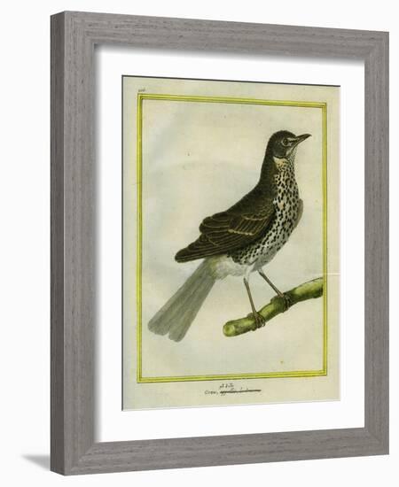 Fieldfare-Georges-Louis Buffon-Framed Giclee Print