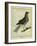 Fieldfare-Georges-Louis Buffon-Framed Giclee Print