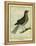 Fieldfare-Georges-Louis Buffon-Framed Premier Image Canvas