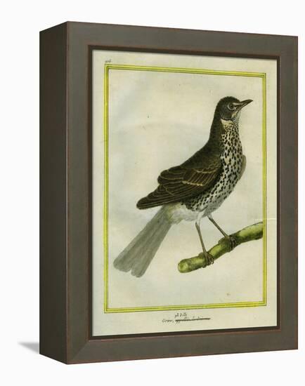 Fieldfare-Georges-Louis Buffon-Framed Premier Image Canvas