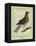 Fieldfare-Georges-Louis Buffon-Framed Premier Image Canvas