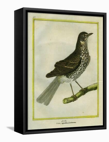 Fieldfare-Georges-Louis Buffon-Framed Premier Image Canvas