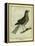 Fieldfare-Georges-Louis Buffon-Framed Premier Image Canvas