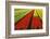 Fields and Fields of Tulips Growing in Holland-Sheila Haddad-Framed Photographic Print