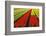 Fields and Fields of Tulips Growing in Holland-Sheila Haddad-Framed Photographic Print