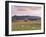 Fields and Sheep Near Oldmeldrum, Aberdeenshire, Scotland, United Kingdom, Europe-Patrick Dieudonne-Framed Photographic Print