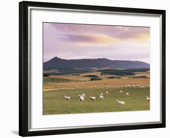 Fields and Sheep Near Oldmeldrum, Aberdeenshire, Scotland, United Kingdom, Europe-Patrick Dieudonne-Framed Photographic Print