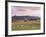 Fields and Sheep Near Oldmeldrum, Aberdeenshire, Scotland, United Kingdom, Europe-Patrick Dieudonne-Framed Photographic Print