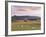 Fields and Sheep Near Oldmeldrum, Aberdeenshire, Scotland, United Kingdom, Europe-Patrick Dieudonne-Framed Photographic Print