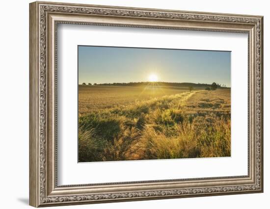 Fields at sunrise, Summer, Gerolzahn, Odenwald, Baden Wurttemberg, Germany-Raimund Linke-Framed Photographic Print