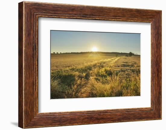 Fields at sunrise, Summer, Gerolzahn, Odenwald, Baden Wurttemberg, Germany-Raimund Linke-Framed Photographic Print