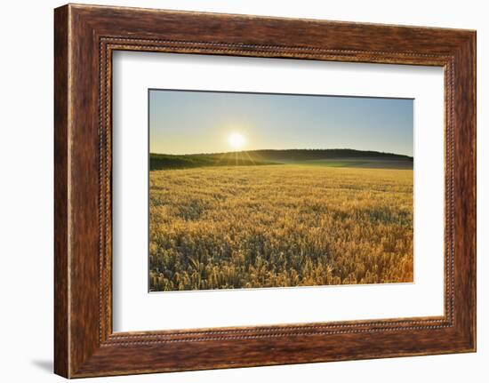 Fields at sunrise, Summer, Gerolzahn, Odenwald, Baden Wurttemberg, Germany-Raimund Linke-Framed Photographic Print