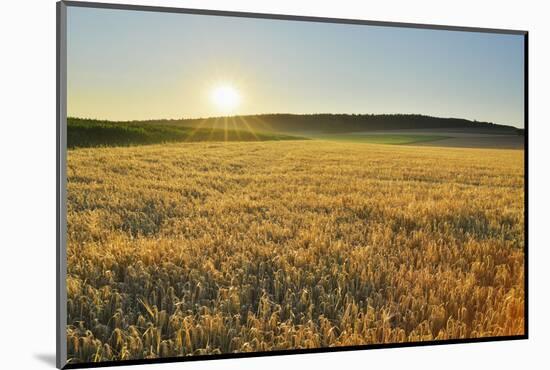 Fields at sunrise, Summer, Gerolzahn, Odenwald, Baden Wurttemberg, Germany-Raimund Linke-Mounted Photographic Print