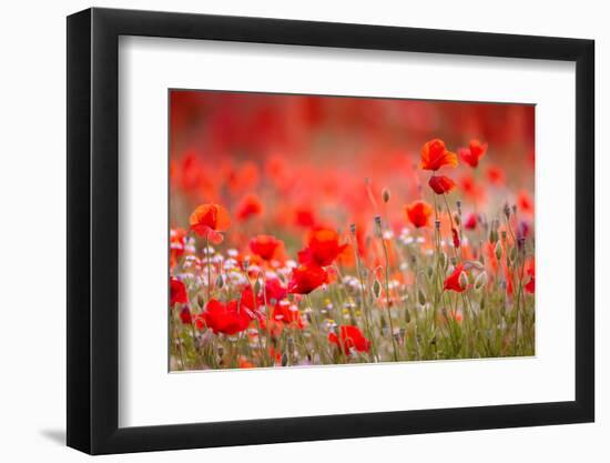 Fields in spring-Marco Carmassi-Framed Photographic Print