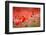 Fields in spring-Marco Carmassi-Framed Photographic Print