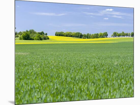 Fields in Thuringia near towns of Muehlhausen and Weberstedt, Germany.-Martin Zwick-Mounted Premium Photographic Print