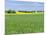 Fields in Thuringia near towns of Muehlhausen and Weberstedt, Germany.-Martin Zwick-Mounted Premium Photographic Print