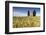 Fields of ears of corn on the gentle green hills of Val d'Orcia, UNESCO World Heritage Site, Provin-Roberto Moiola-Framed Photographic Print