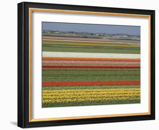 Fields of Flowers Growing Near Keukenhof Gardens, Near Leiden, Netherlands, Europe-Ethel Davies-Framed Photographic Print