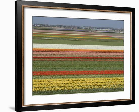 Fields of Flowers Growing Near Keukenhof Gardens, Near Leiden, Netherlands, Europe-Ethel Davies-Framed Photographic Print