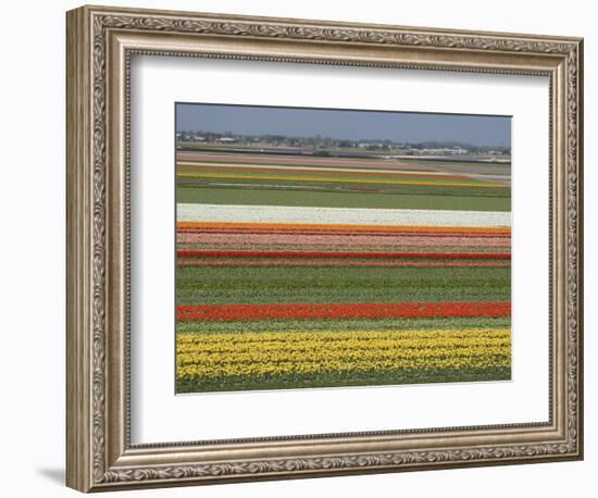 Fields of Flowers Growing Near Keukenhof Gardens, Near Leiden, Netherlands, Europe-Ethel Davies-Framed Photographic Print