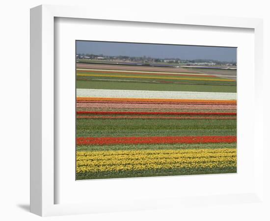 Fields of Flowers Growing Near Keukenhof Gardens, Near Leiden, Netherlands, Europe-Ethel Davies-Framed Photographic Print