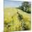 Fields of Gold-Nel Whatmore-Mounted Art Print