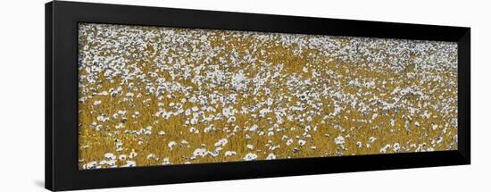 Fields of Gold-Shelley Lake-Framed Art Print