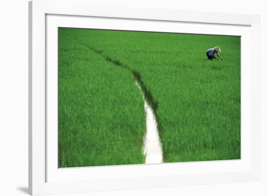 Fields of Green-Basil Pao-Framed Giclee Print
