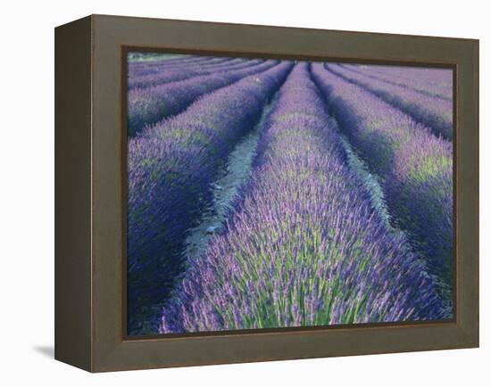 Fields of Lavander Flowers Ready for Harvest, Sault, Provence, France, June 2004-Inaki Relanzon-Framed Premier Image Canvas