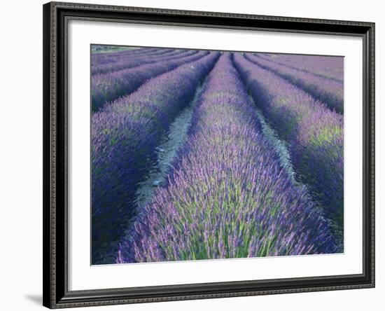 Fields of Lavander Flowers Ready for Harvest, Sault, Provence, France, June 2004-Inaki Relanzon-Framed Photographic Print