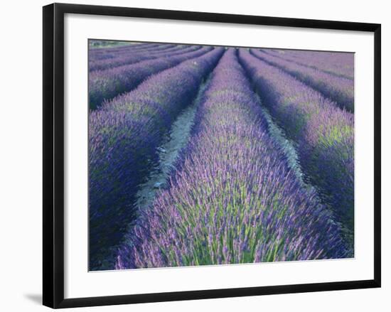 Fields of Lavander Flowers Ready for Harvest, Sault, Provence, France, June 2004-Inaki Relanzon-Framed Photographic Print