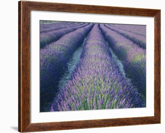 Fields of Lavander Flowers Ready for Harvest, Sault, Provence, France, June 2004-Inaki Relanzon-Framed Photographic Print