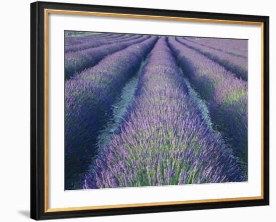 Fields of Lavander Flowers Ready for Harvest, Sault, Provence, France, June 2004-Inaki Relanzon-Framed Photographic Print